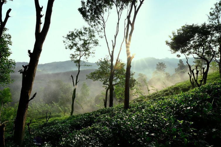 Nildalukande Tea (3)