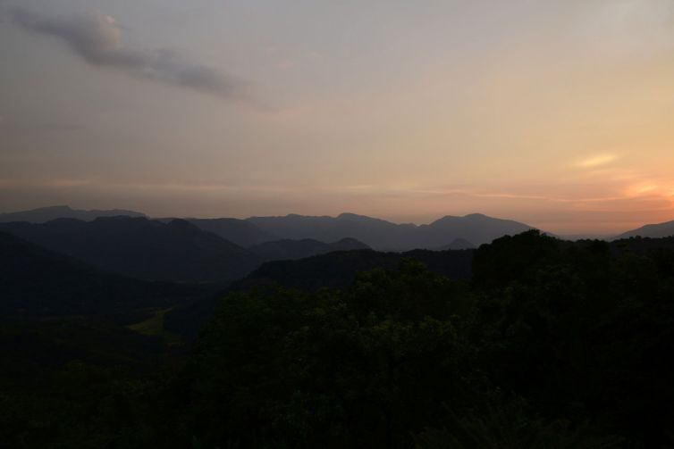 Nildalukande Tea (4)