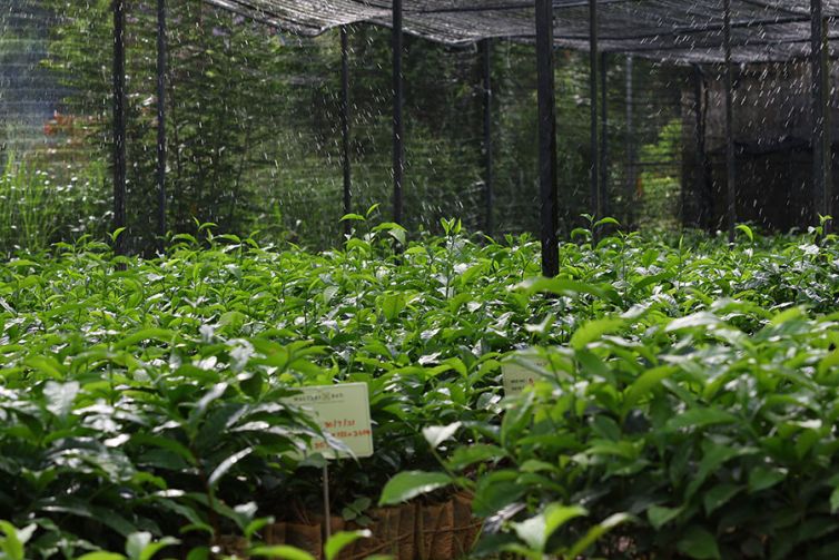 Nildalukande Tea Nursery (11)