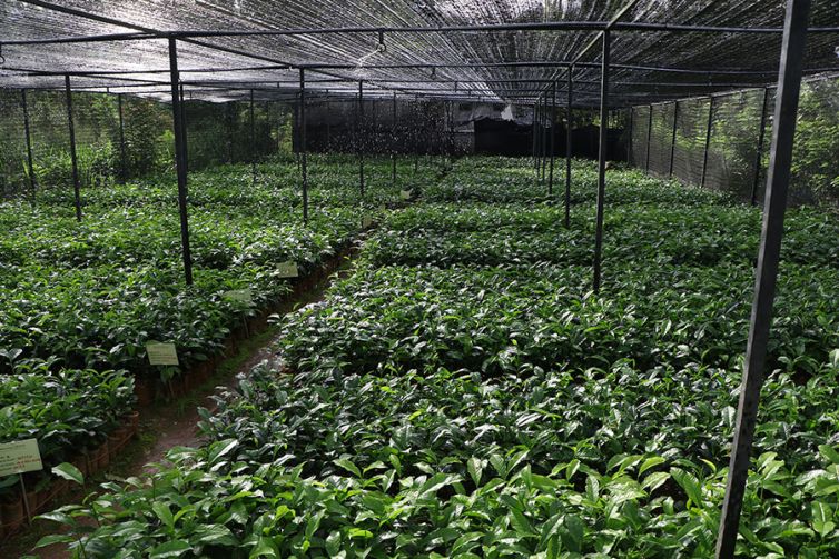 Nildalukande Tea Nursery (12)