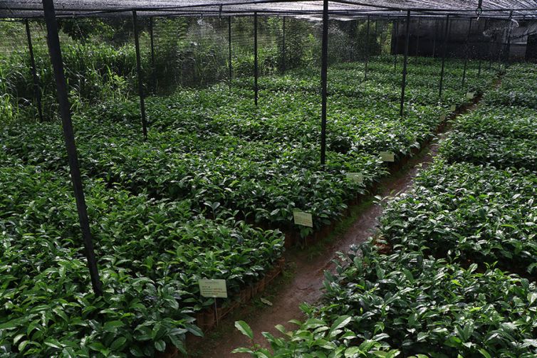 Nildalukande Tea Nursery (13)