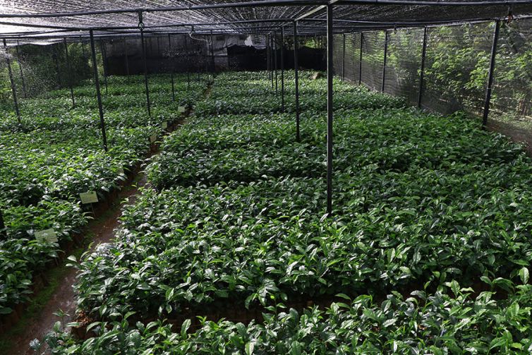 Nildalukande Tea Nursery (14)