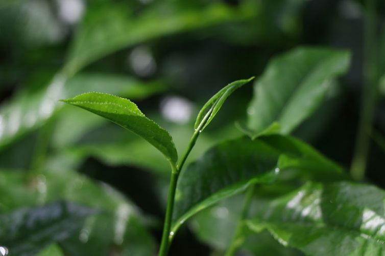 Nildalukande Tea Nursery (16)