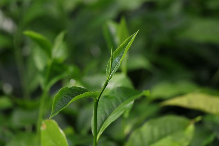 Nildalukande Tea Nursery (17)