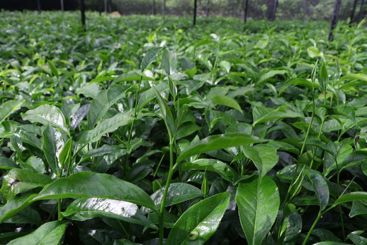 Nildalukande Tea Nursery (18)