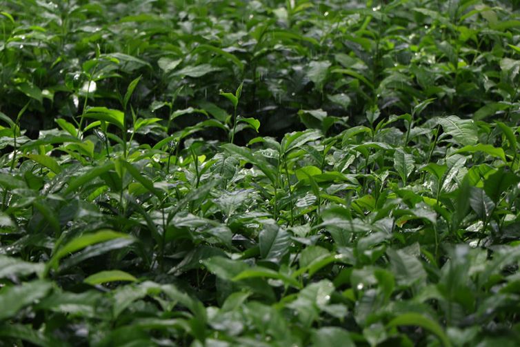 Nildalukande Tea Nursery (19)