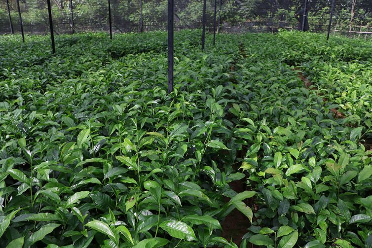 Nildalukande Tea Nursery (20)