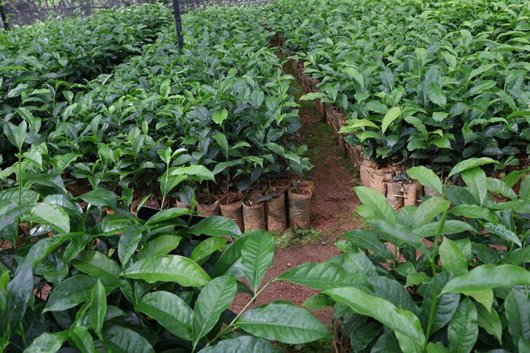 Nildalukande Tea Nursery (21)