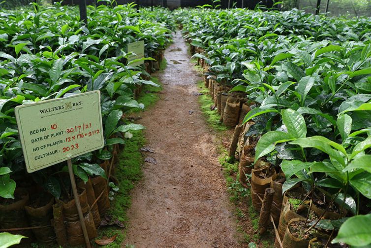 Nildalukande Tea Nursery (22)