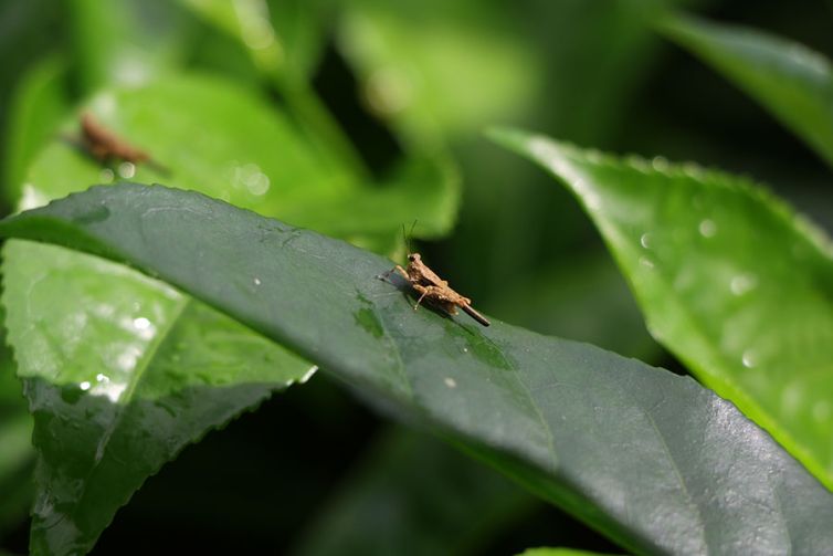 Nildalukande Tea Nursery (23)