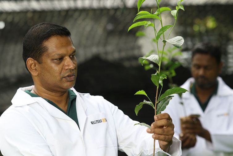 Nildalukande Tea Nursery (27)