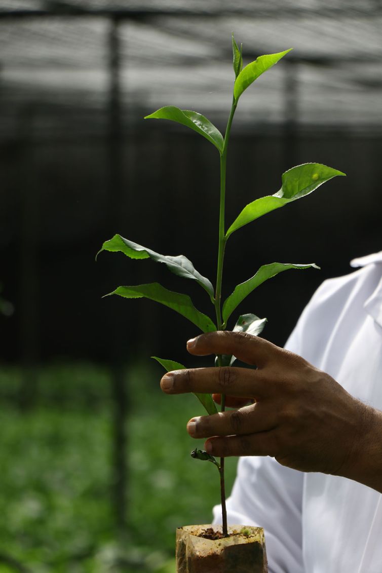 Nildalukande Tea Nursery (29)