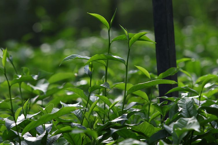 Nildalukande-Tea-Nursery-3