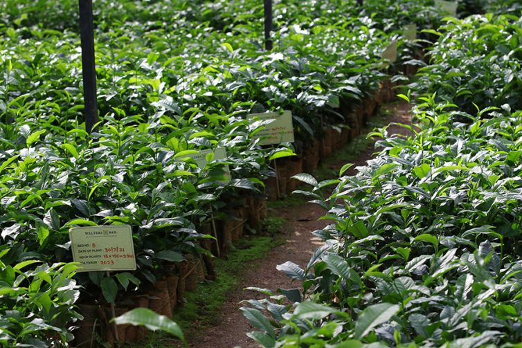 Nildalukande-Tea-Nursery-5