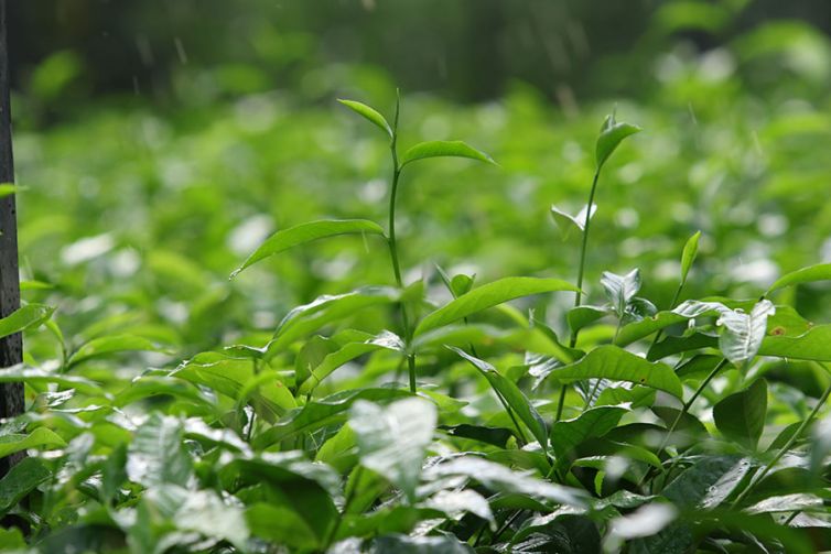 Nildalukande Tea Nursery (7)