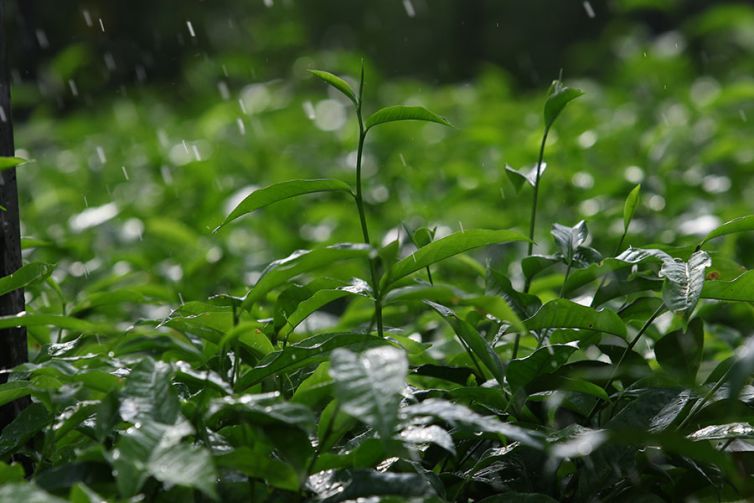 Nildalukande Tea Nursery (8)