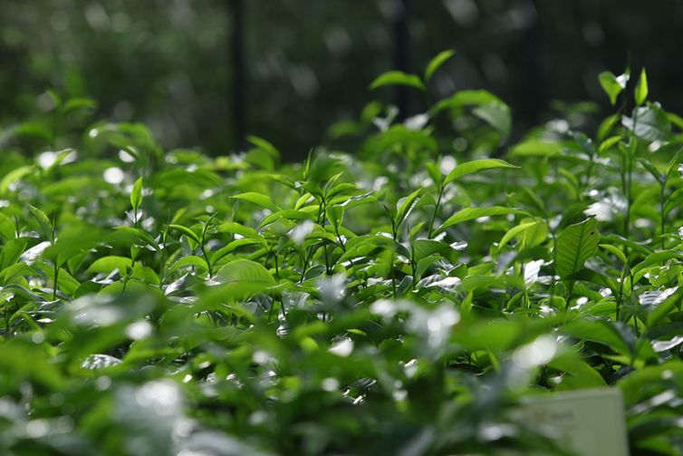 Nildalukande Tea Nursery (9)