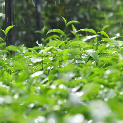 Nildalukande Tea Nursery