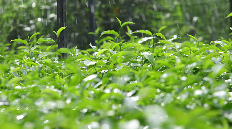 Nildalukande Tea Nursery