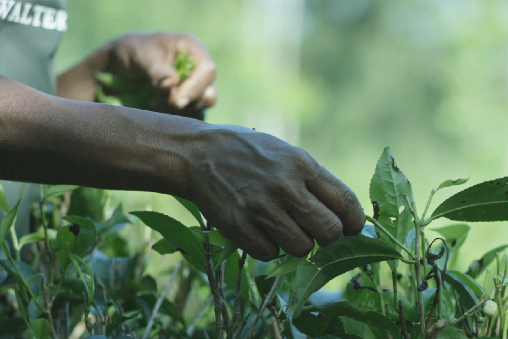 Tea Farmers Cooperative Society