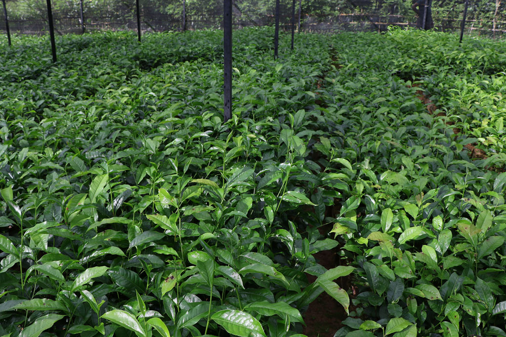 Tea-Nursery